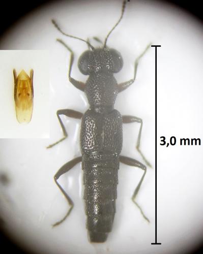 Stenus fuscicornis